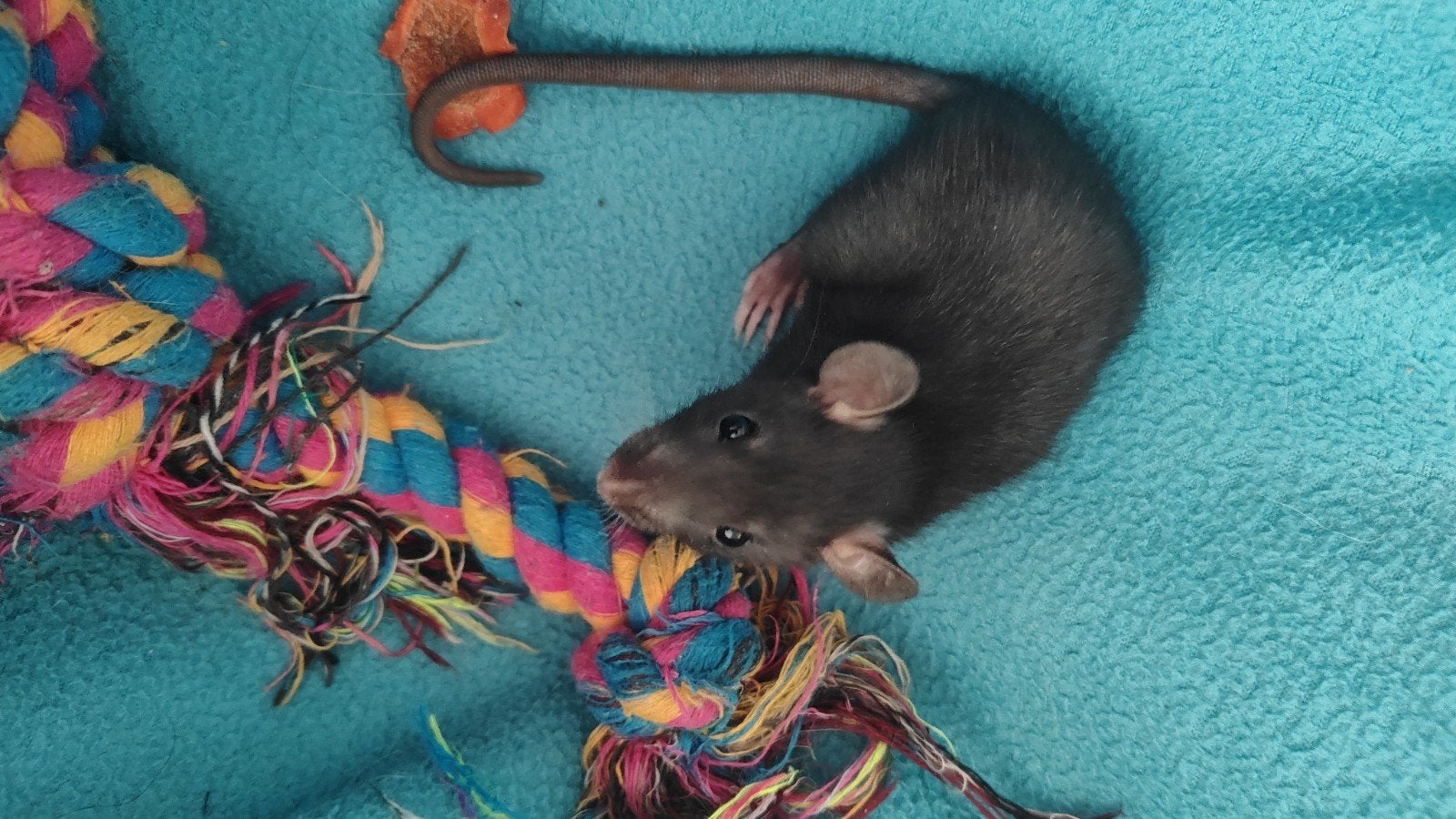 Tamme ratjes  meisjes, Dieren en Toebehoren, Knaagdieren, Rat, Vrouwelijk, Mei, Tam
