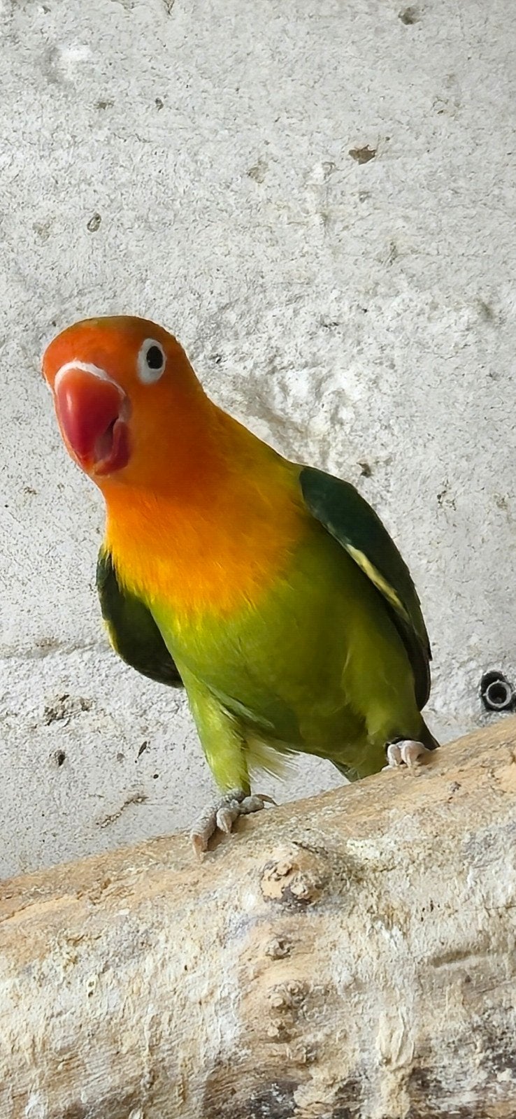 Groen/lutino/opaline fischeri, Geslacht onbekend, Dwergpapegaai of Agapornis, Geringd