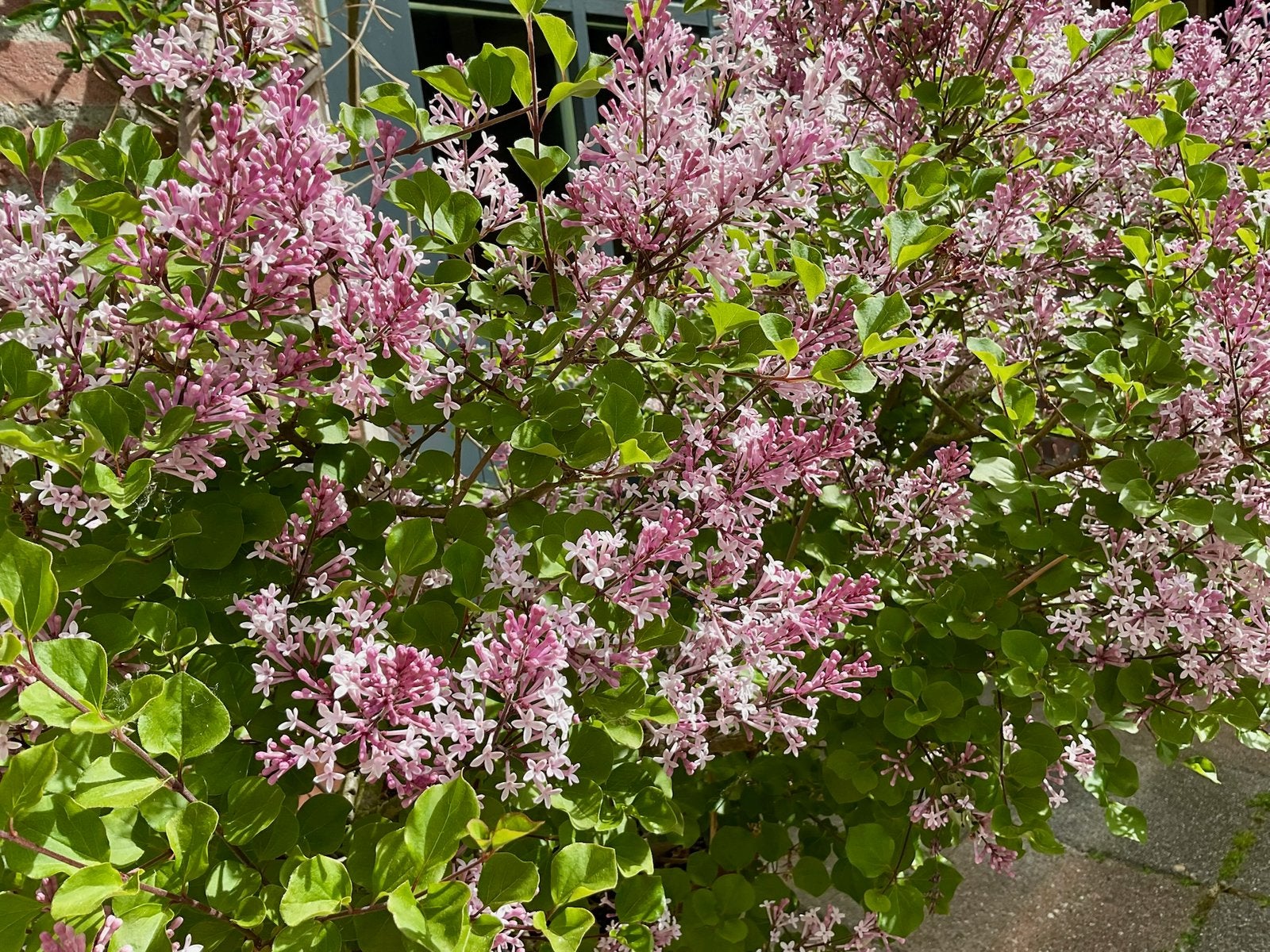 DWERGSERING PINK PERFUME uit Biologische tuin Vaste plant, Vaste plant, Halfschaduw, Lente, Ophalen