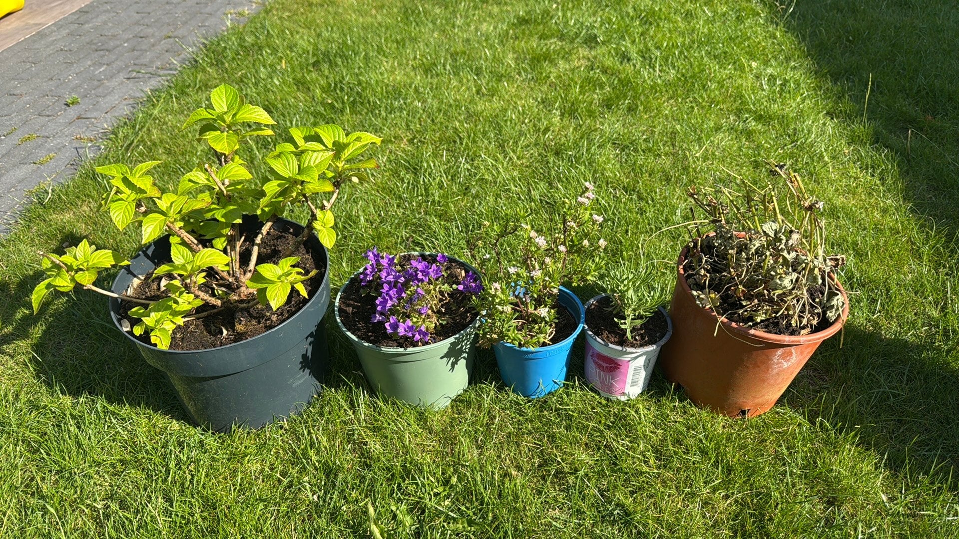 Vaste tuinplanten: Hortensia, Campanula, Lavendel, Geranium, Ophalen, Overige soorten, Halfschaduw