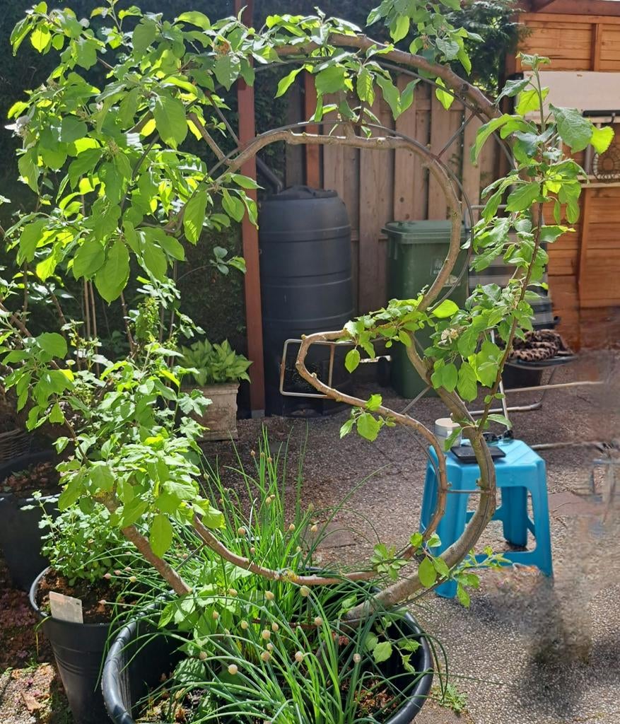 Appelboom Elstar in de vorm van een 3, Tuin en Terras, Planten | Bomen, Ophalen, Lente, Volle zon, Overige soorten