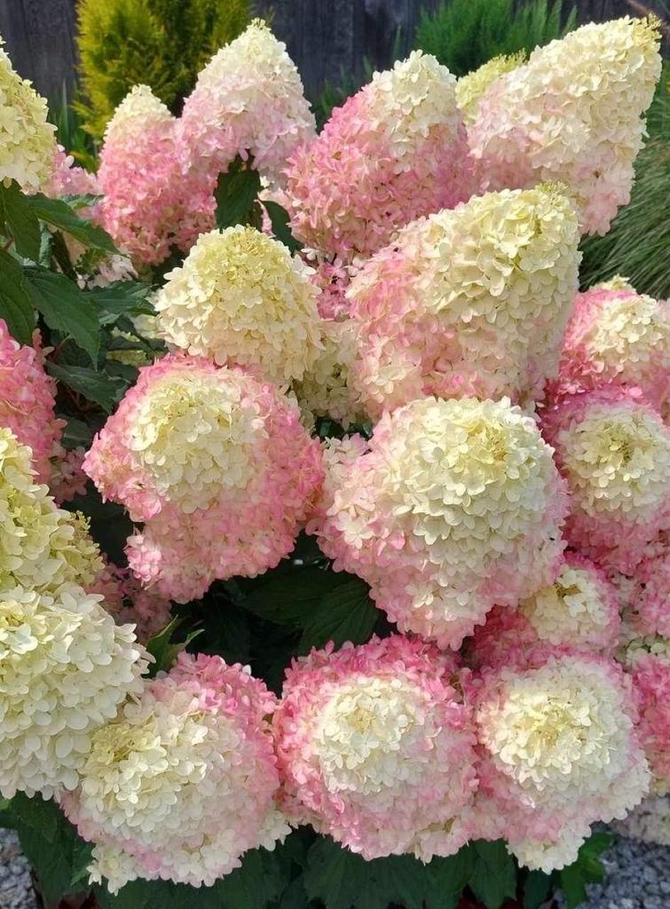 Hortensia 'arb. Pinkachu. Prachtige pluimhortensia, Tuin en Terras, Planten | Tuinplanten, Volle zon, Vaste plant, Zomer, Ophalen