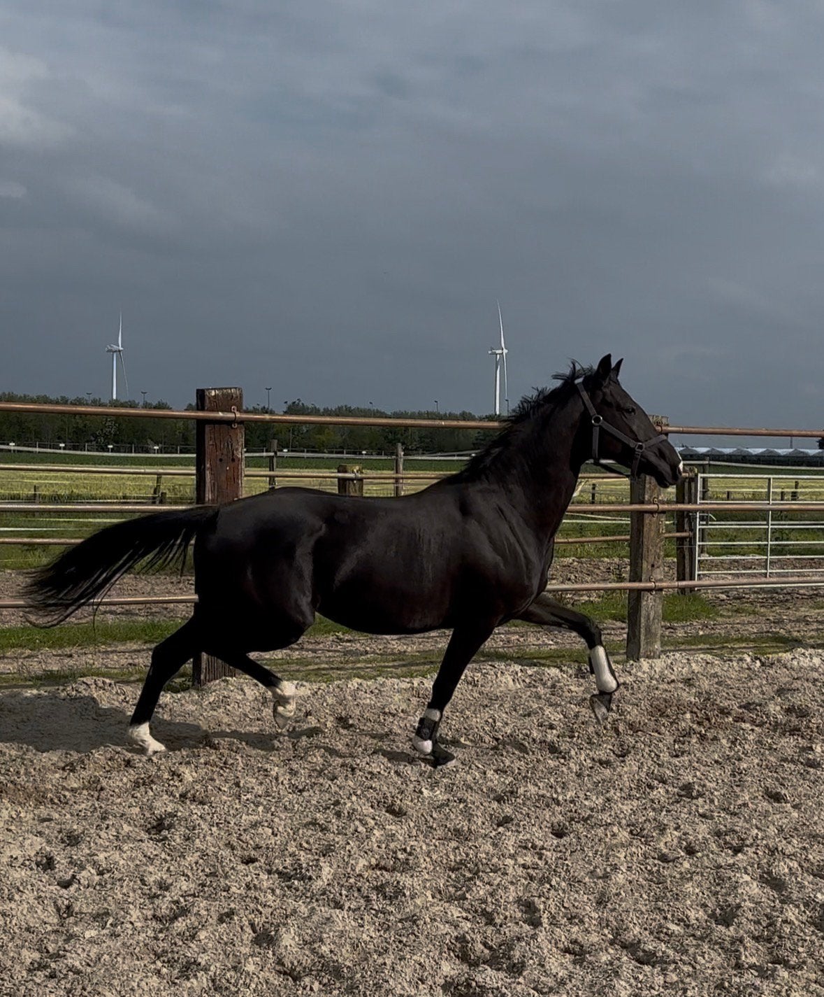 3 jarige zwarte merrie, Merrie, Minder dan 160 cm, Met stamboom, Dressuurpaard
