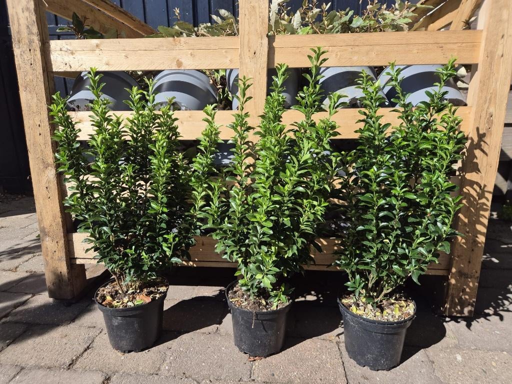 Euonymus japonicus 'Green Spire' groenblijvende haagplant, Tuin en Terras, Planten | Struiken en Hagen, Ophalen of Verzenden, Overige soorten