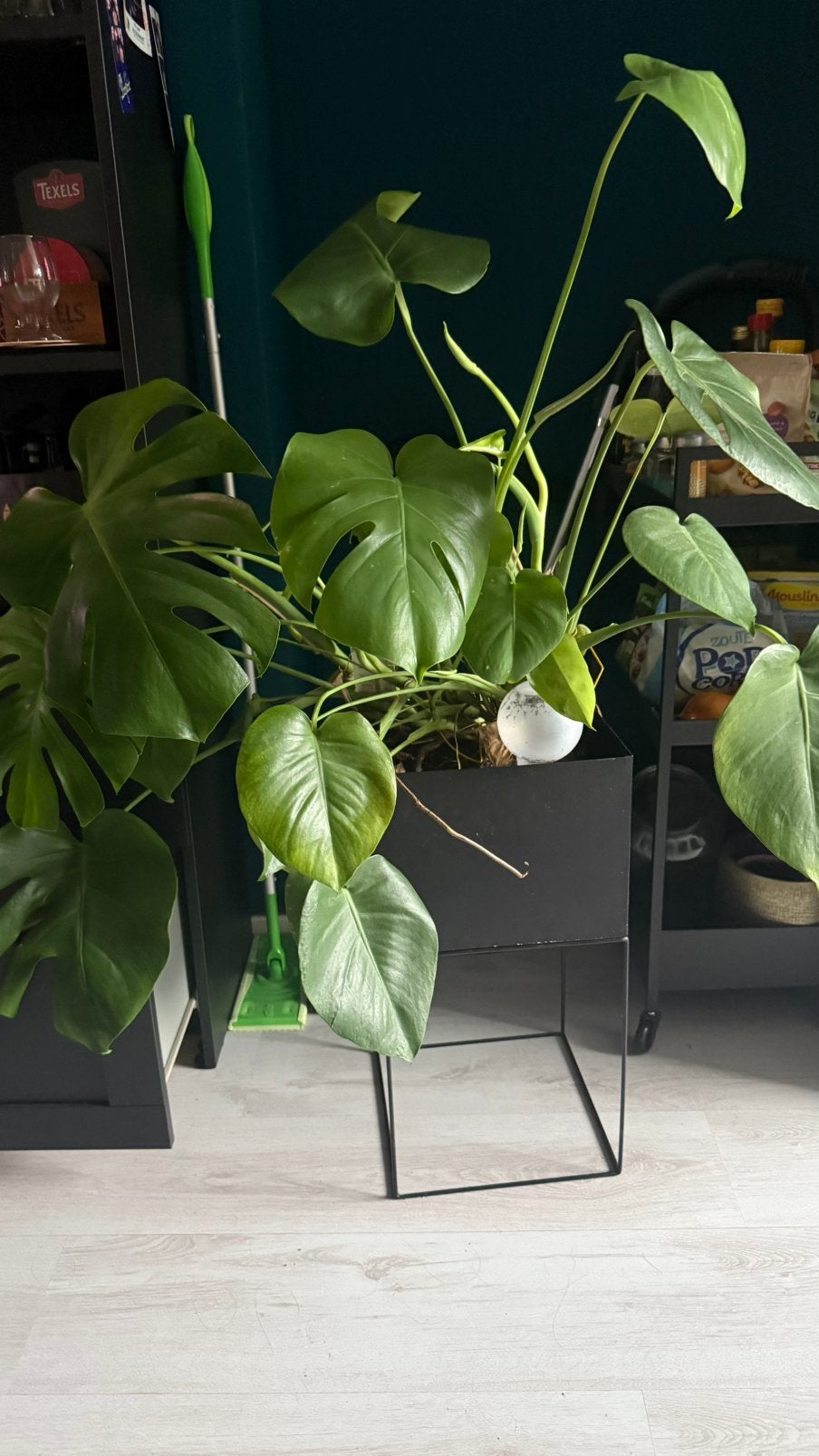 Monstera plant in plantenbak, Ophalen, Halfschaduw, Minder dan 100 cm