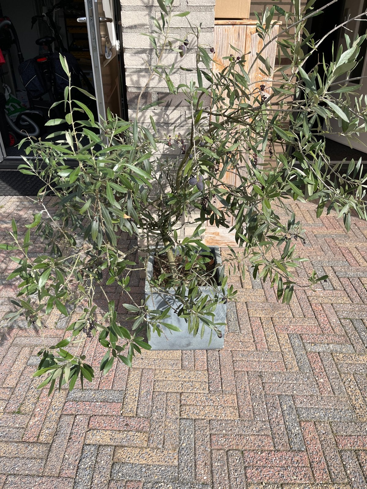 Olijfboom ongeveer 120 cm hoog in pot, Volle zon, Vaste plant, Lente, Ophalen