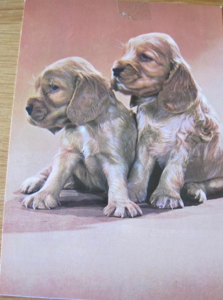 Twee cocker spaniel puppies op ansichtkaart, Verzenden, 1960 tot 1980, Gelopen, Hond of Kat