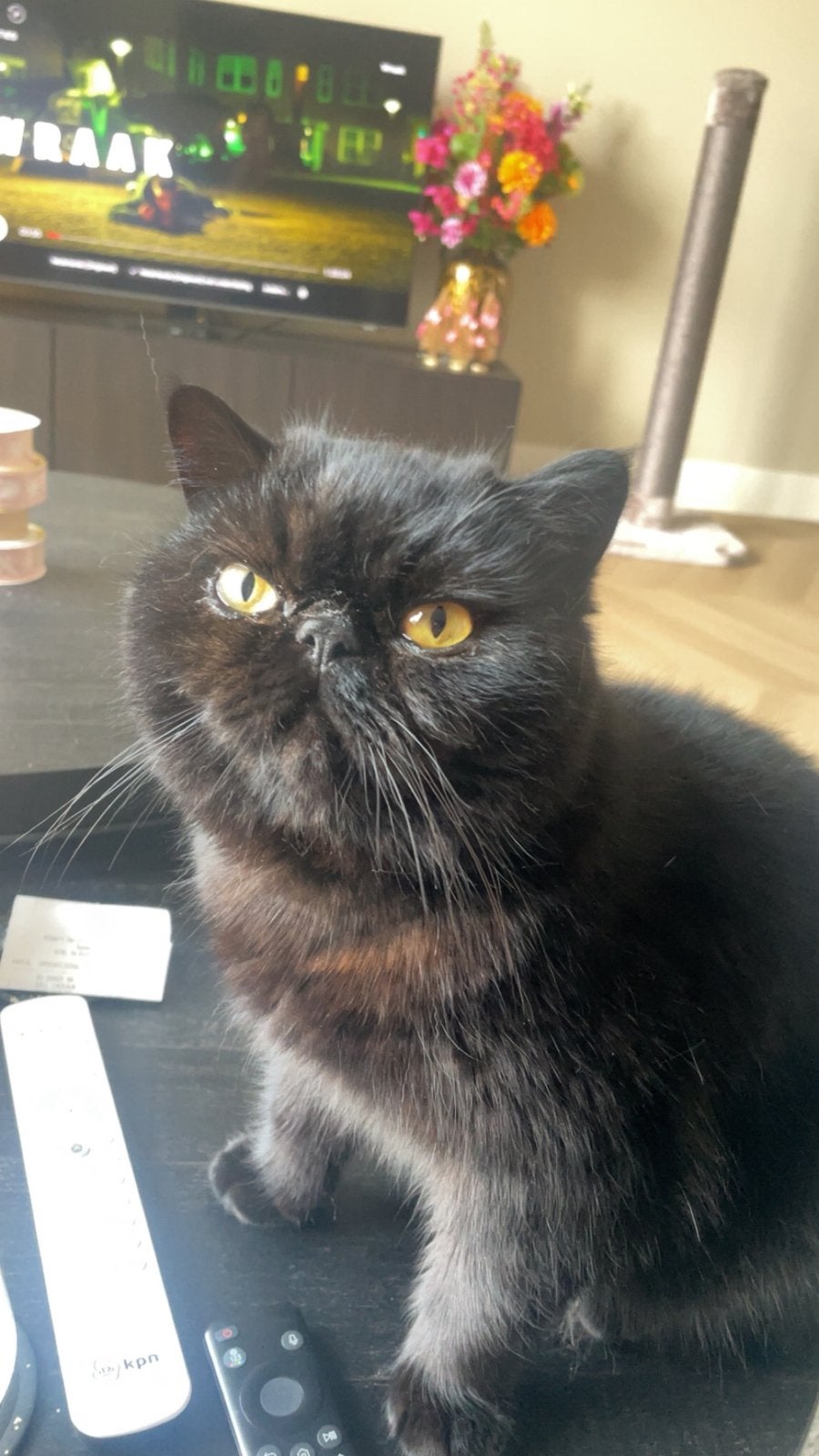 Exotic kat, Kater