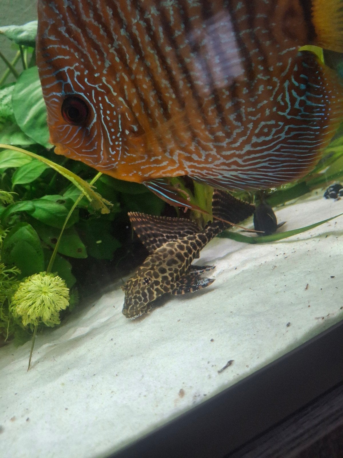 Algen eter tijgerprint., Dieren en Toebehoren, Vissen | Aquariumvissen, Vis