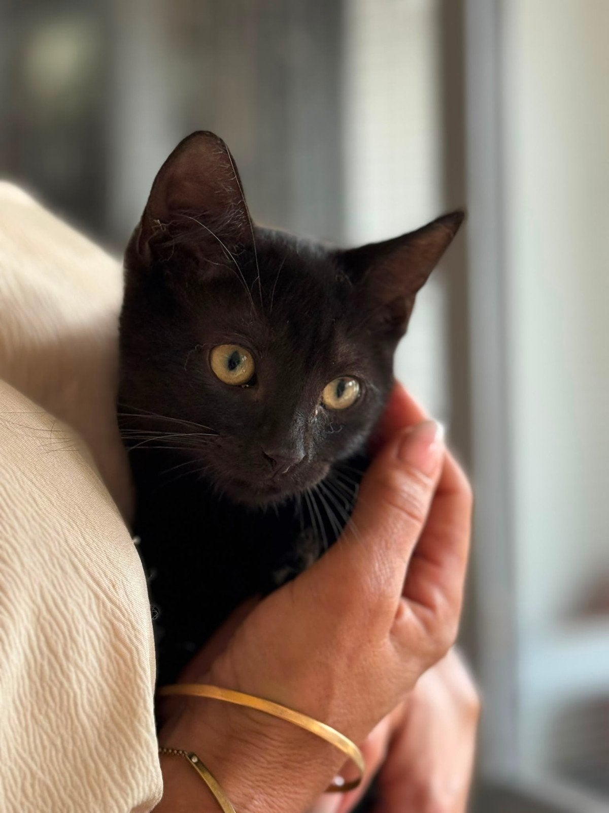 Nog 2 kittens. Mix britse korthaar/europese korthaar., Meerdere dieren