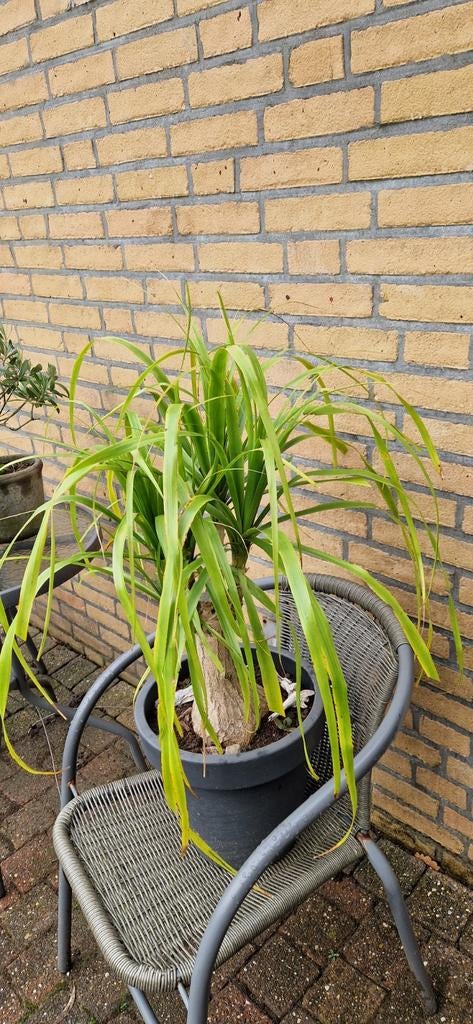 Mooie Olifantspoot (Beaucarnea recurvata) in pot, Huis en Inrichting, Kamerplanten, Ophalen, Overige soorten, Halfschaduw, In pot
