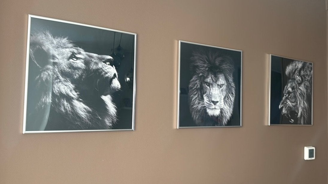 3 leeuwen posters in lijsten, Antiek en Kunst, Kunst | Tekeningen en Foto's, Ophalen, Poster, Fotografie