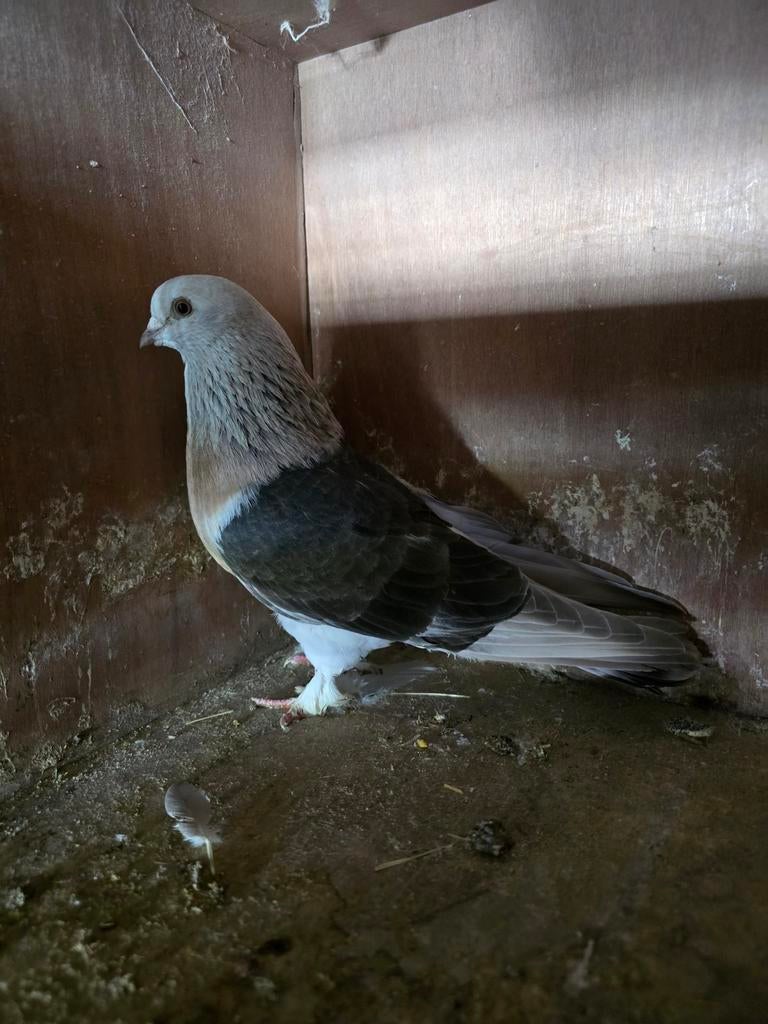 Takla, Dieren en Toebehoren, Vogels | Duiven, Mannelijk, Kropper