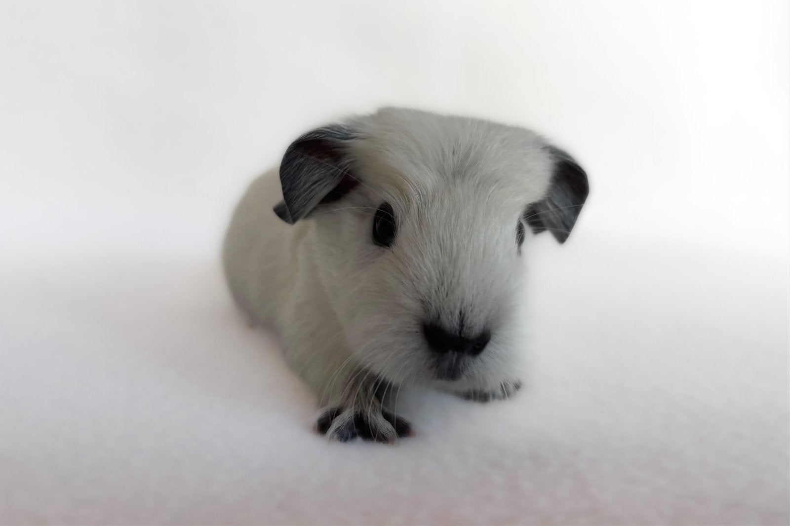Witte California gladhaar beer, Dieren en Toebehoren, Cavia, Mannelijk, Tam, September