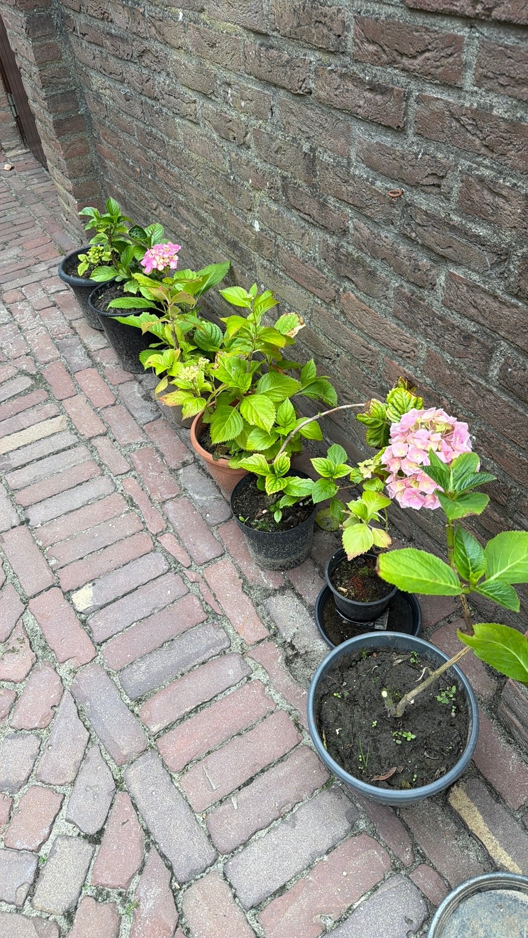 De laatste hortensia’s voor €5 in een koop, Tuin en Terras, Ophalen, Overige soorten, Halfschaduw