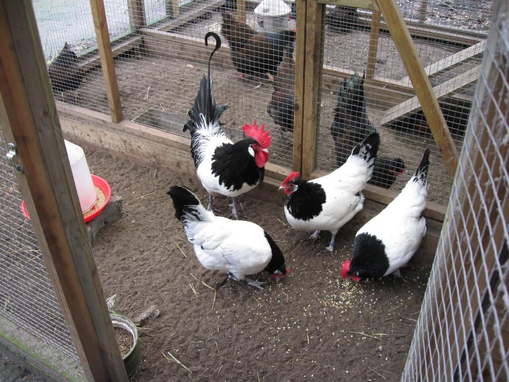 Broedeieren Lakenvelder kippen (groot), Dieren en Toebehoren, Pluimvee, Geslacht onbekend, Kip