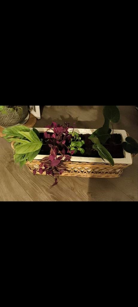 Riviera maison rieten bloembak, Ophalen, Rond, Minder dan 30 cm