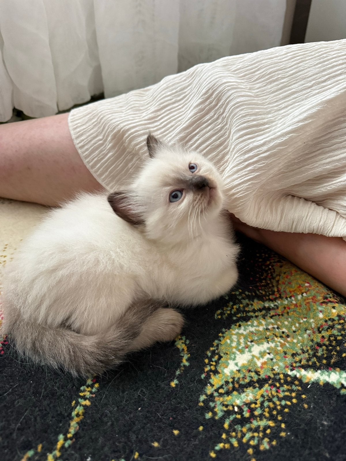 Prachtige raszuivere ragdoll kater met stamboom, Meerdere dieren