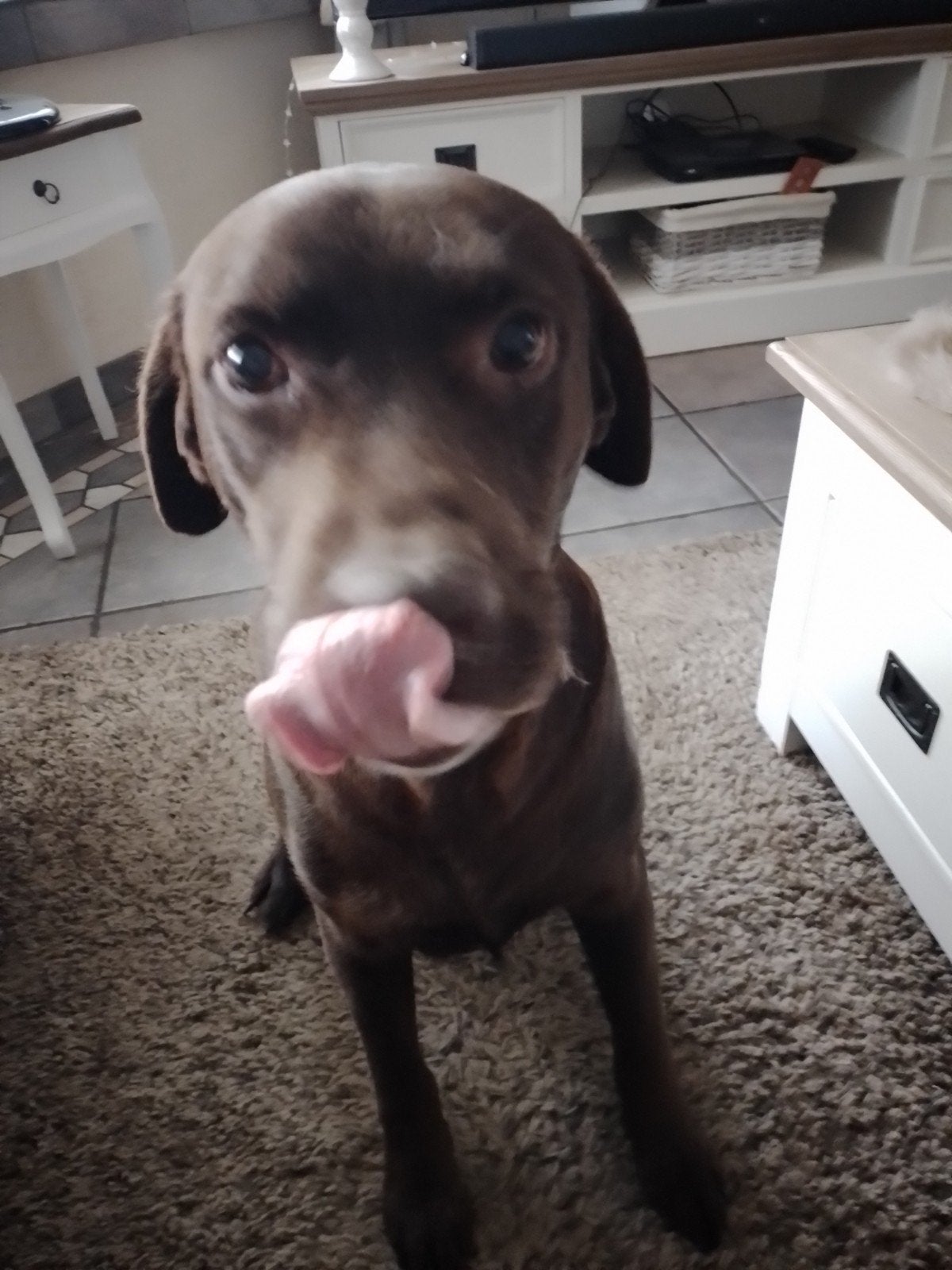 lieve labrador zoekt nieuw warm huisje, Teef, Labrador retriever, Parvo, Eén hond