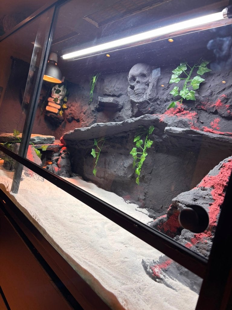 "Skull" Woestijnterrarium NIEUW 150x70x50, Ophalen of Verzenden, Nieuw, Terrarium of Paludarium