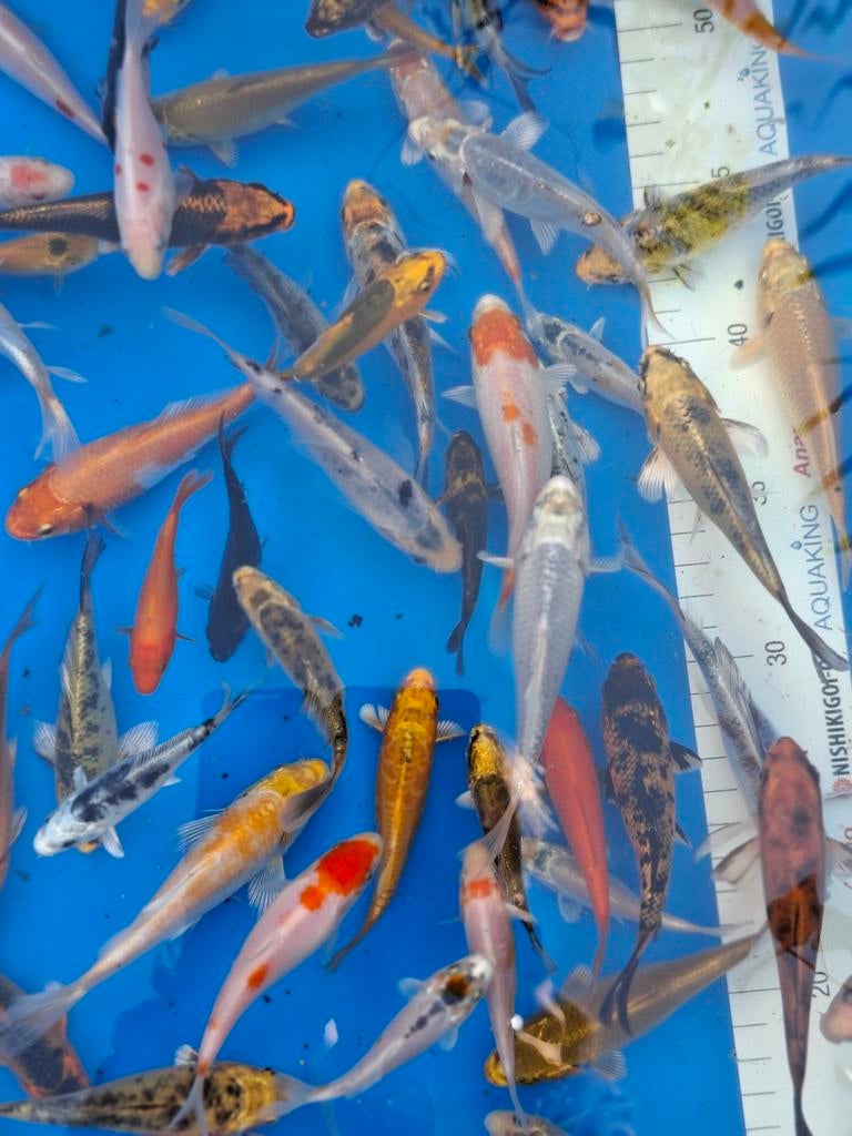 Te koop mooie jonge koi, Dieren en Toebehoren, Karper of Koi