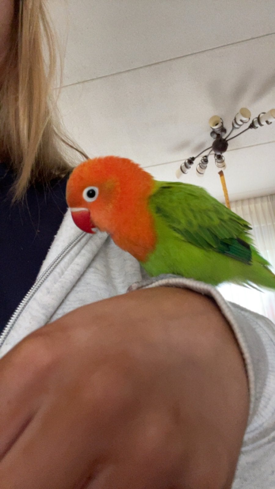 Tamme agepornis, Dieren en Toebehoren, Mannelijk, Dwergpapegaai of Agapornis, Geringd