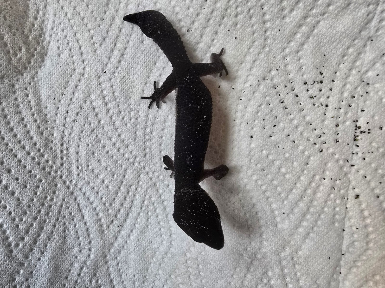 Prachtige pure Black Night luipaardgekko's (Eublepharis macu Leopard Gecko photo 11