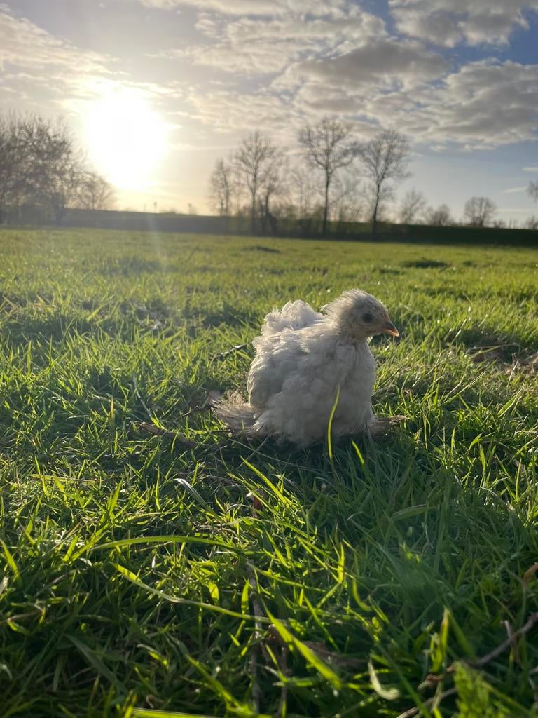 Mooie parelgrijs cochin hen, Dieren en Toebehoren, Meerdere dieren, Kip