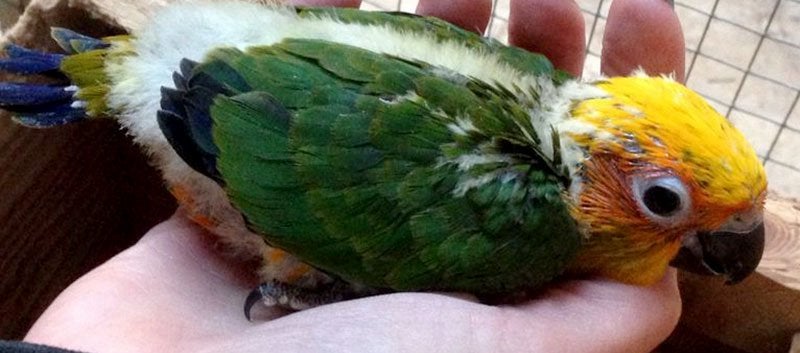 halsbandparkieten, Dieren en Toebehoren, Ophalen of Verzenden, Nieuw, Hout, Vogelkooi