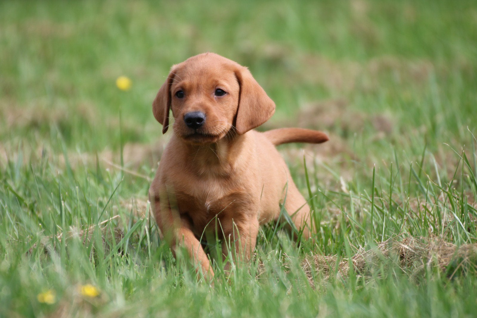 Redfox Labrador pups met stamboom, Parvo, Nederland, Reu, 8 tot 15 weken