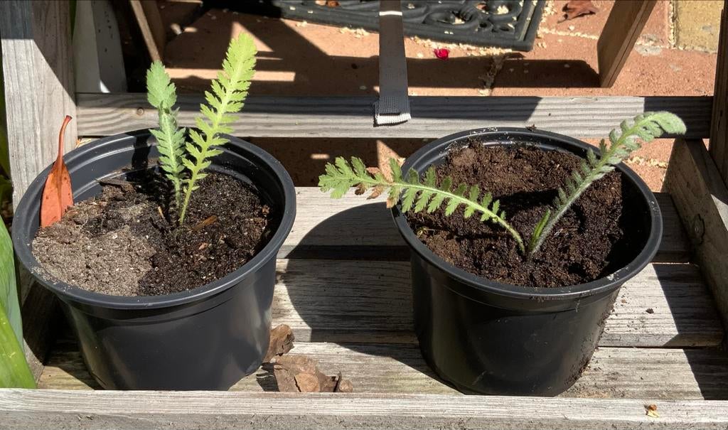 Gratis Geel Duizendblad Plantjes - Meerjarig!!!, Volle zon, Vaste plant, Zomer, Ophalen