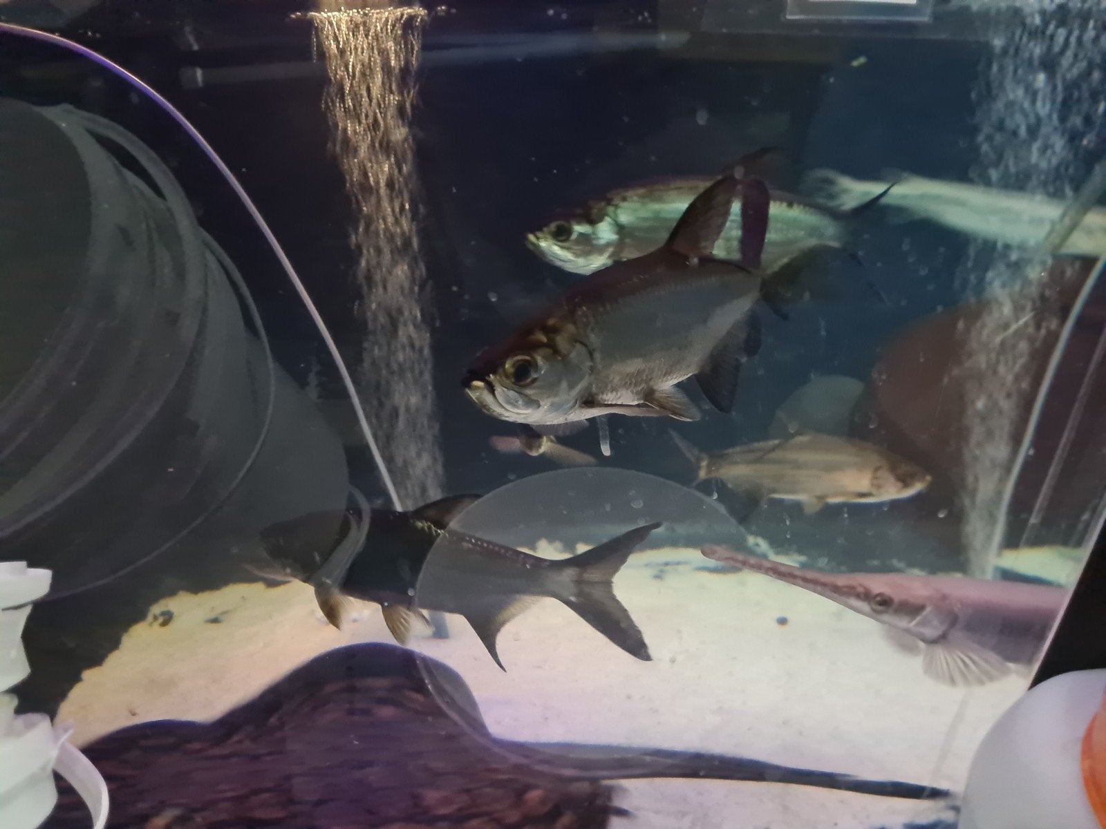 Tarpon, Trapoen, Megalops Atlanticus, zoetwater, Dieren en Toebehoren, Vis, Zoetwatervis
