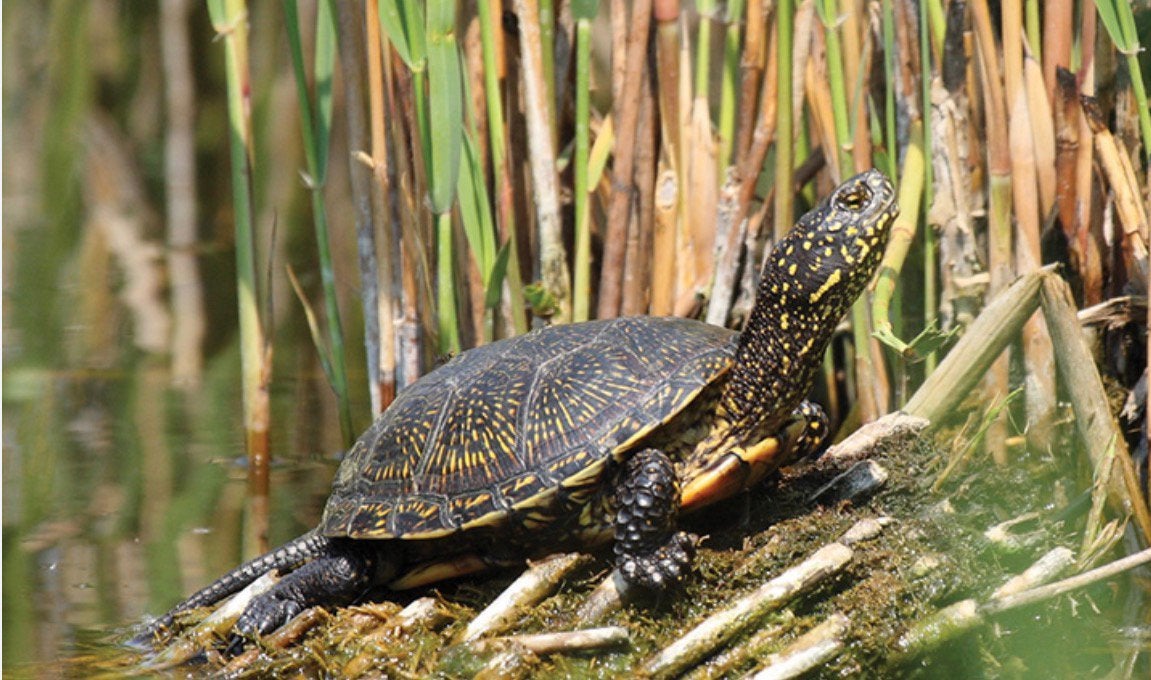 Gezocht: Europese Moerasschildpad (vrouwtje), Dieren en Toebehoren, Schildpad, 0 tot 2 jaar