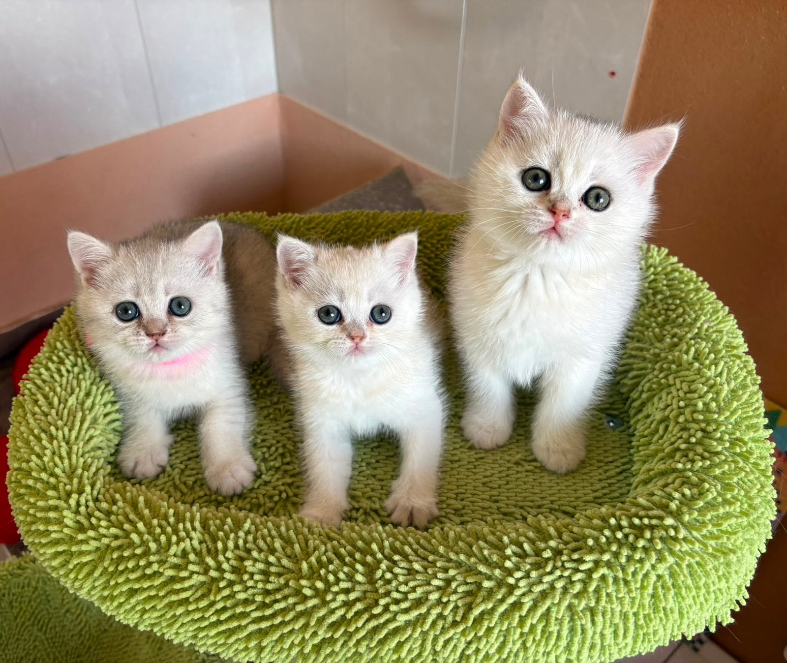 British shorthair kittens, Dieren en Toebehoren, Meerdere dieren, Ontwormd, 0 tot 2 jaar
