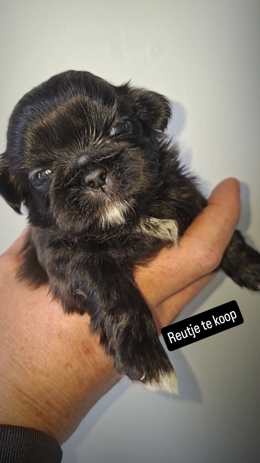 shih tzu pups (mogen over 1 week weg), Parvo, 8 tot 15 weken, Meerdere, Nederland