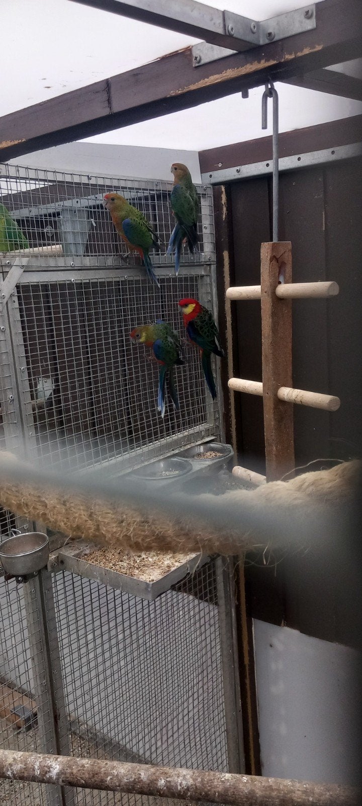 4 stenlys, Meerdere dieren, Parkiet