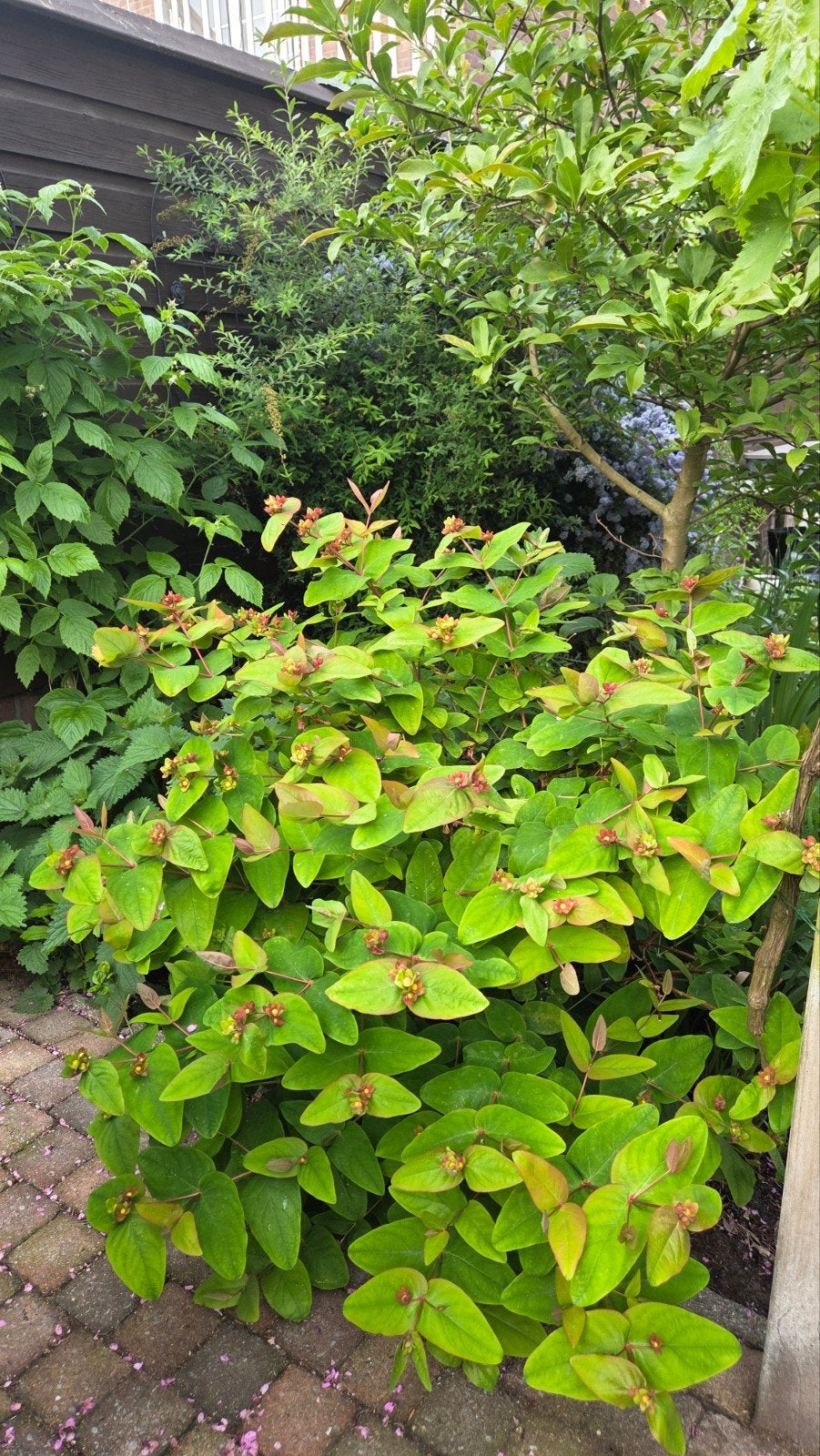 Tutsan (Hypericum) 1 plant - Gele bloemen en rode bessen, Ophalen, Overige soorten, Volle zon