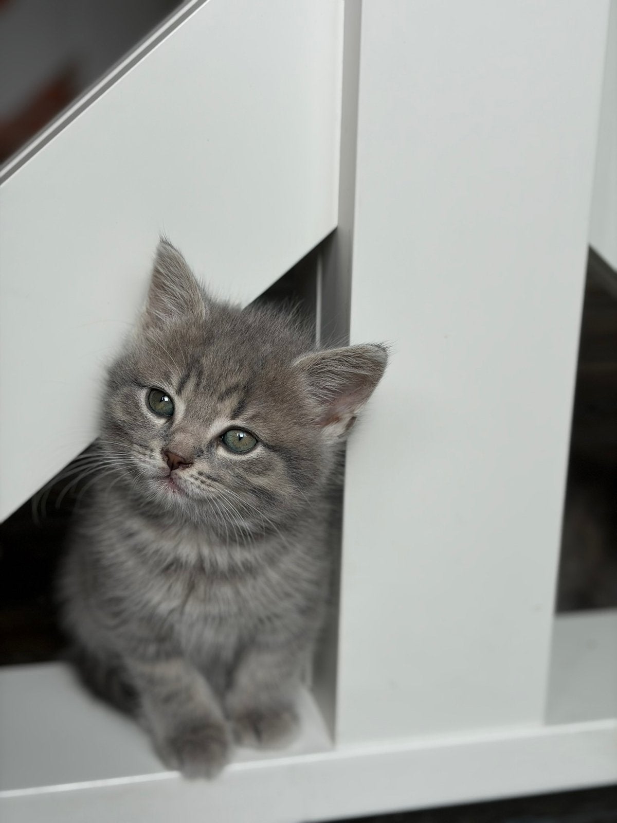 Super lieve Britse korthaar kittens te koop !!, Dieren en Toebehoren, Meerdere dieren, Ontwormd, 0 tot 2 jaar