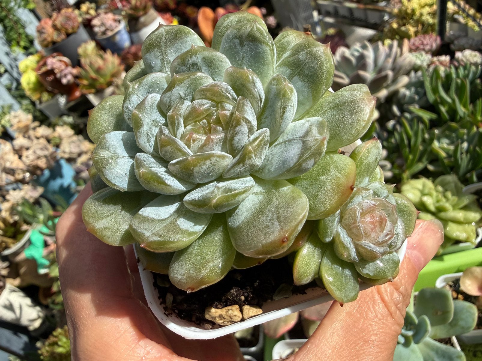 Echeveria ‘White Lover’/pot 6.5cm/vetplant/succulent, Ophalen of Verzenden, Halfschaduw, Minder dan 100 cm