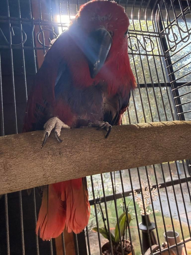 Edelpapagaai, Vrouwelijk, Papegaai, Pratend