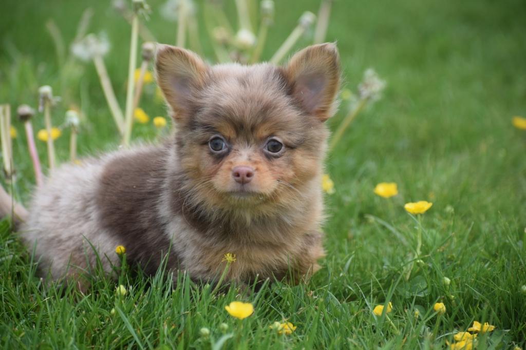 Pomchi pups Chihuahua mix Pomeriaan, Dieren en Toebehoren, 15 weken tot 1 jaar, Buitenland, Parvo, Meerdere