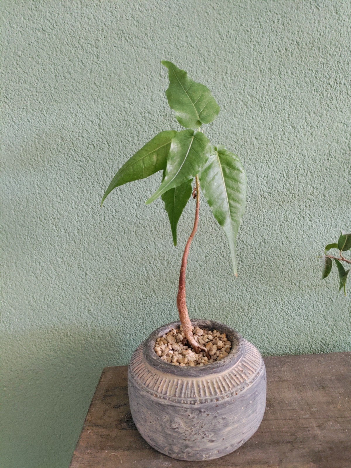 Bodhiboom Bonsai, Ophalen, Halfschaduw, Minder dan 100 cm