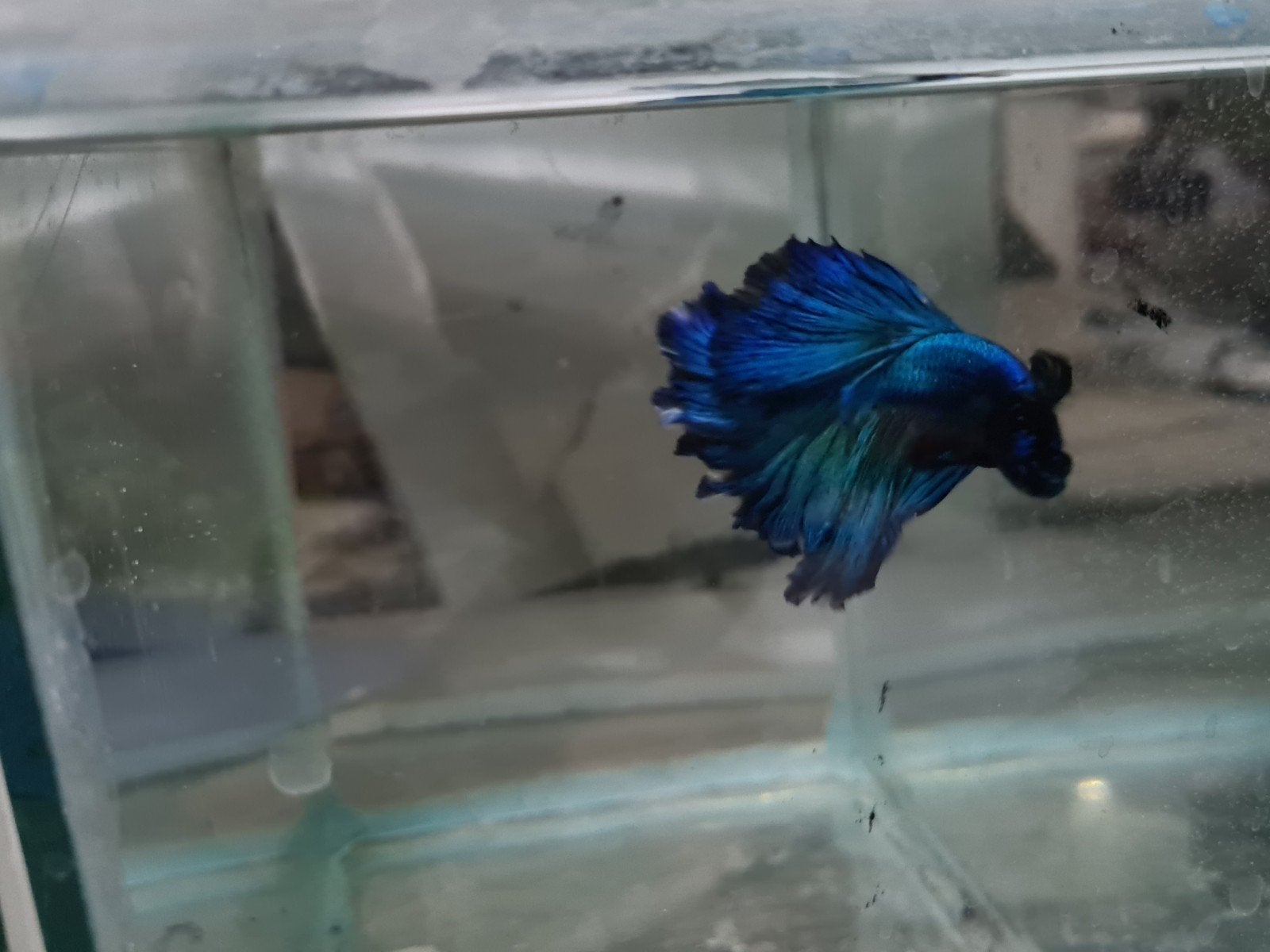 Betta splendens super delta kempvis man, Vis, Zoetwatervis