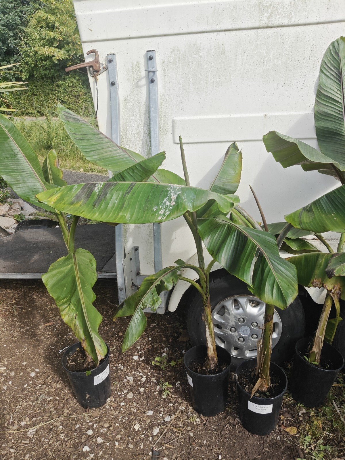 Musa sikkimensis red tiger, Volle zon, Vaste plant, Zomer, Ophalen