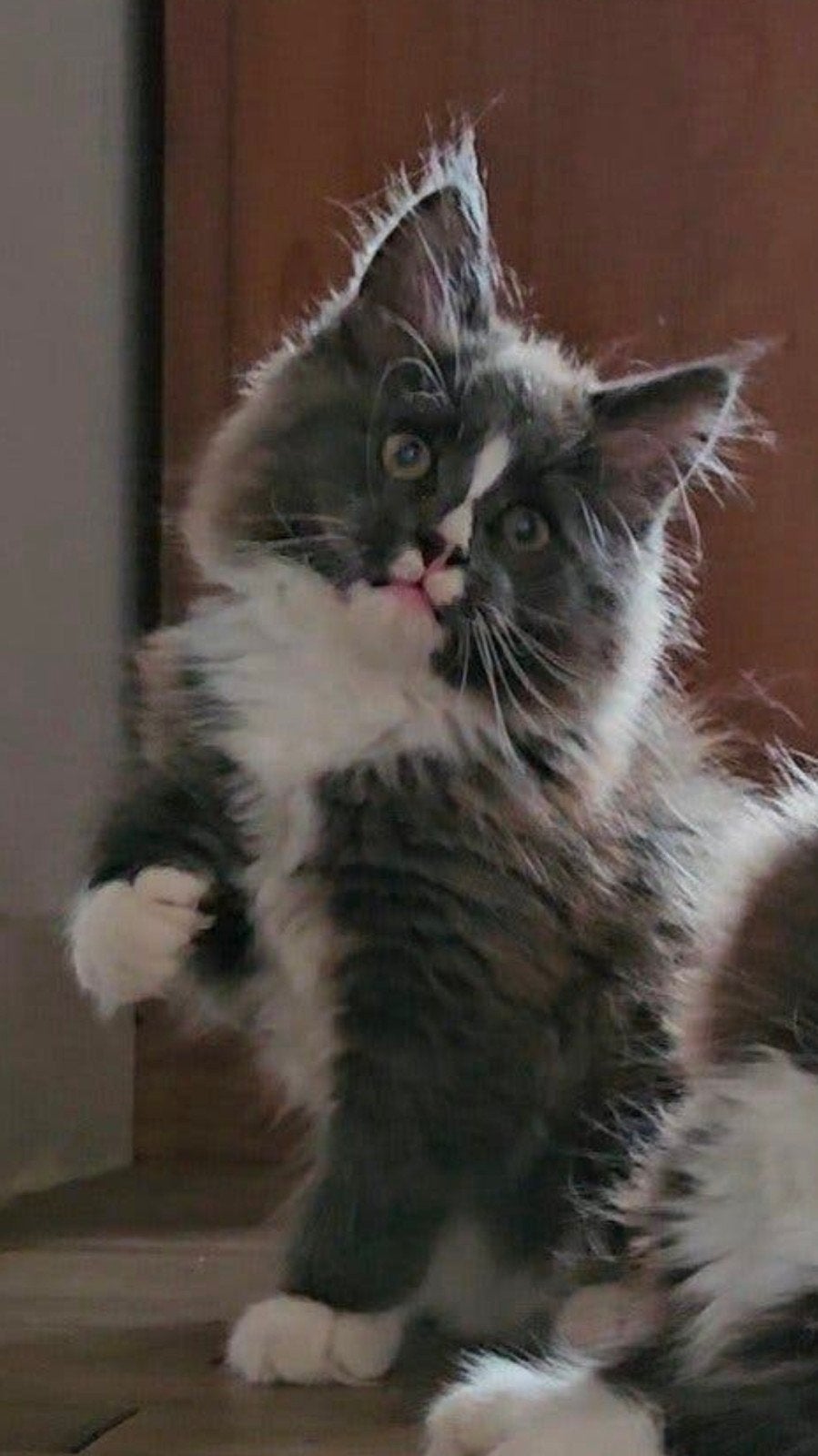 schitterend Maine coon poesje met stamboom, Dieren en Toebehoren, Poes, Met stamboom, 0 tot 2 jaar