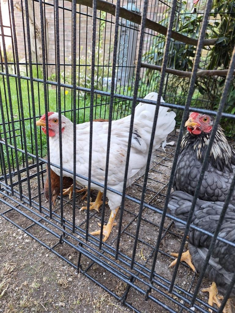 Wyandotte kriel haan, Dieren en Toebehoren, Pluimvee, Mannelijk, Kip