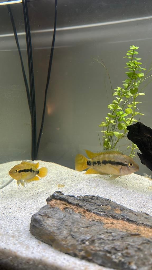 Rainbow Cichliden