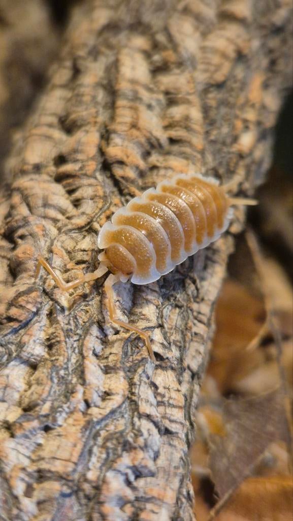 Porcellio Hoffmannseggii orange, Dieren en Toebehoren, Overige soorten