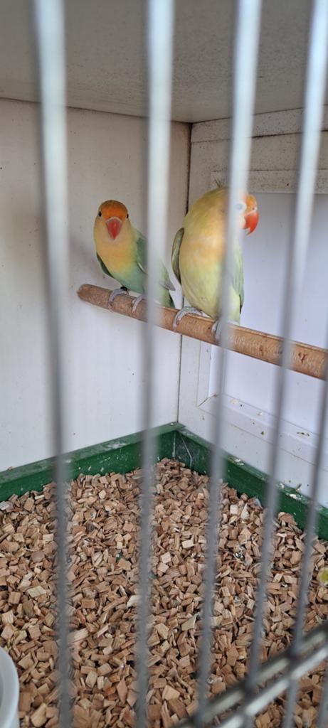 Agapornis Ficheri Turguoise Dilute/ Opaline x Euwing Dilute, Dieren en Toebehoren, Vogels | Parkieten en Papegaaien, Meerdere dieren