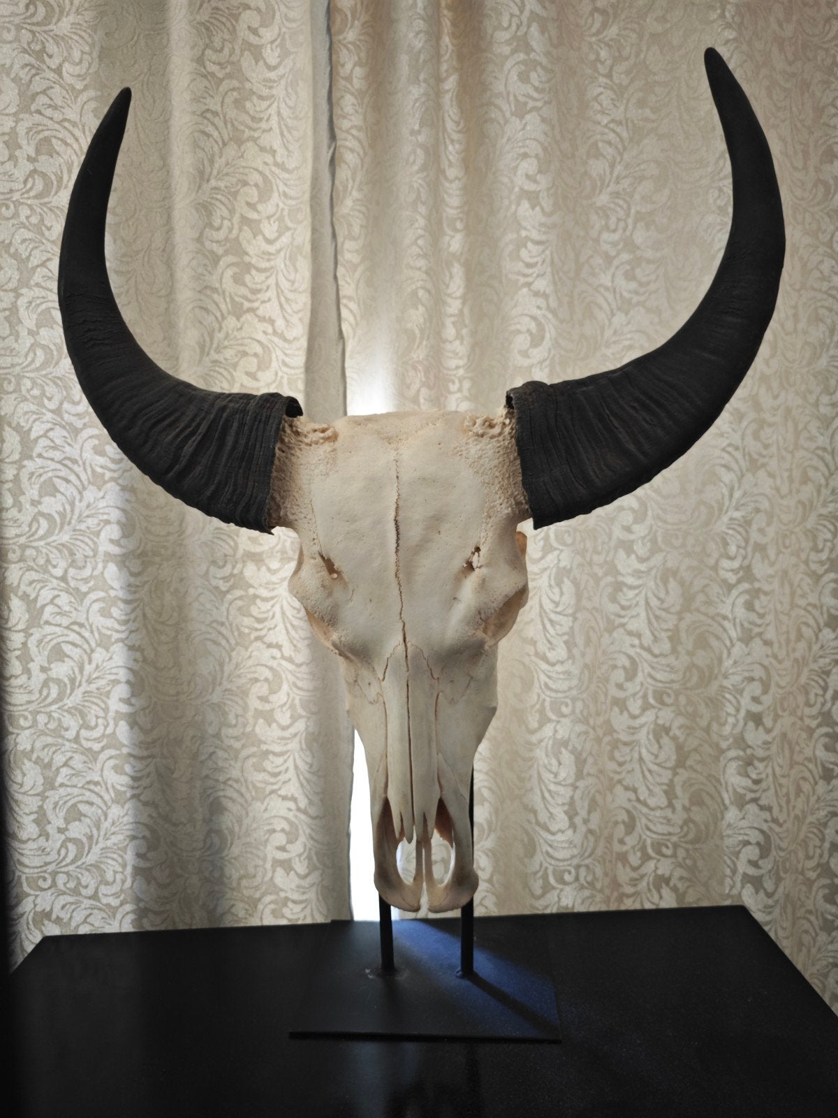 Echte Buffel Schedel met Hoorns op Standaard, Antiek en Kunst, Antiek | Woonaccessoires, Ophalen of Verzenden